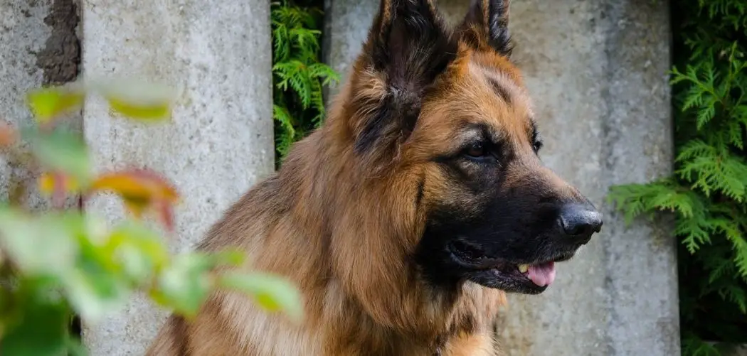 are german shepherds hard to train