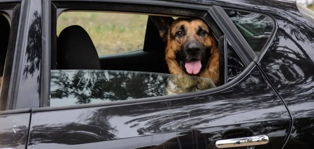 why-does-my-german-shepherd-drool-in-the-car