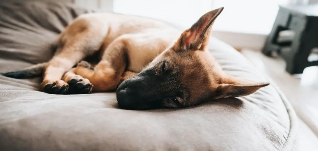 why does my german shepherd puppy sleep so much