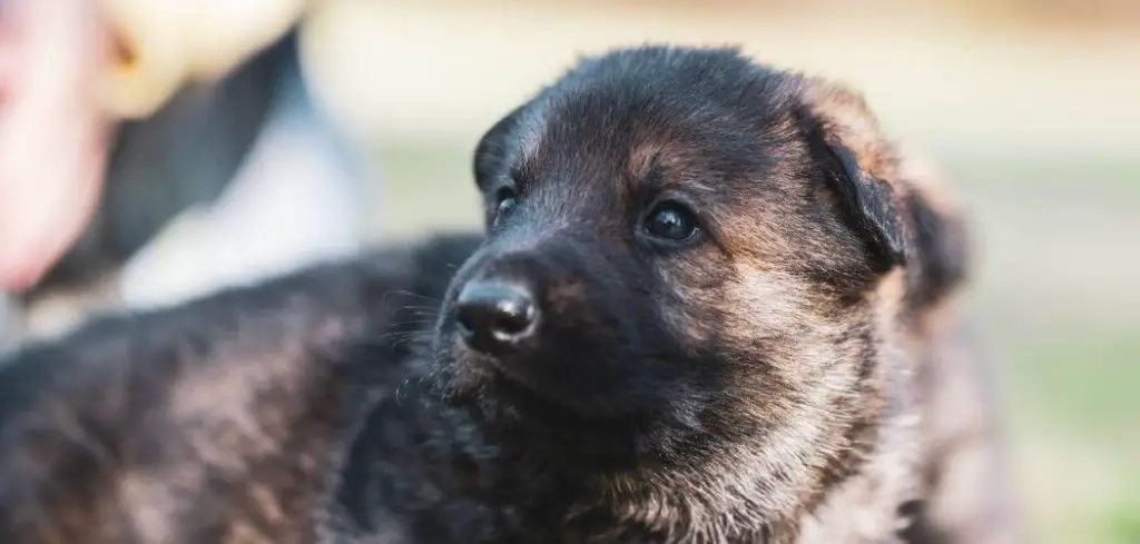 the-best-canned-dog-food-for-german-shepherd-puppies