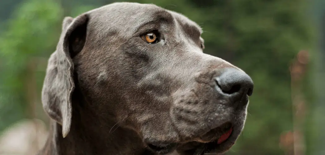 Great Danes usually die from