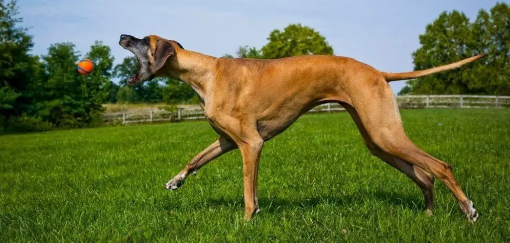 great danes like to do