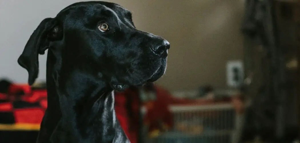 can-great-danes-be-left-alone