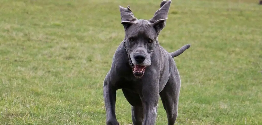 how-to-keep-a-Great-Dane-from-jumping-at-you