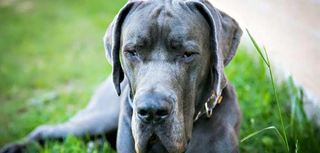 what is stomach tacking in great danes
