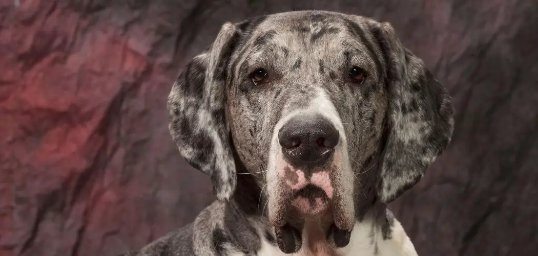 great dane sit on me