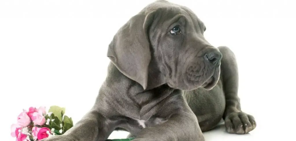 how-to-house-train-a-great-dane-puppy