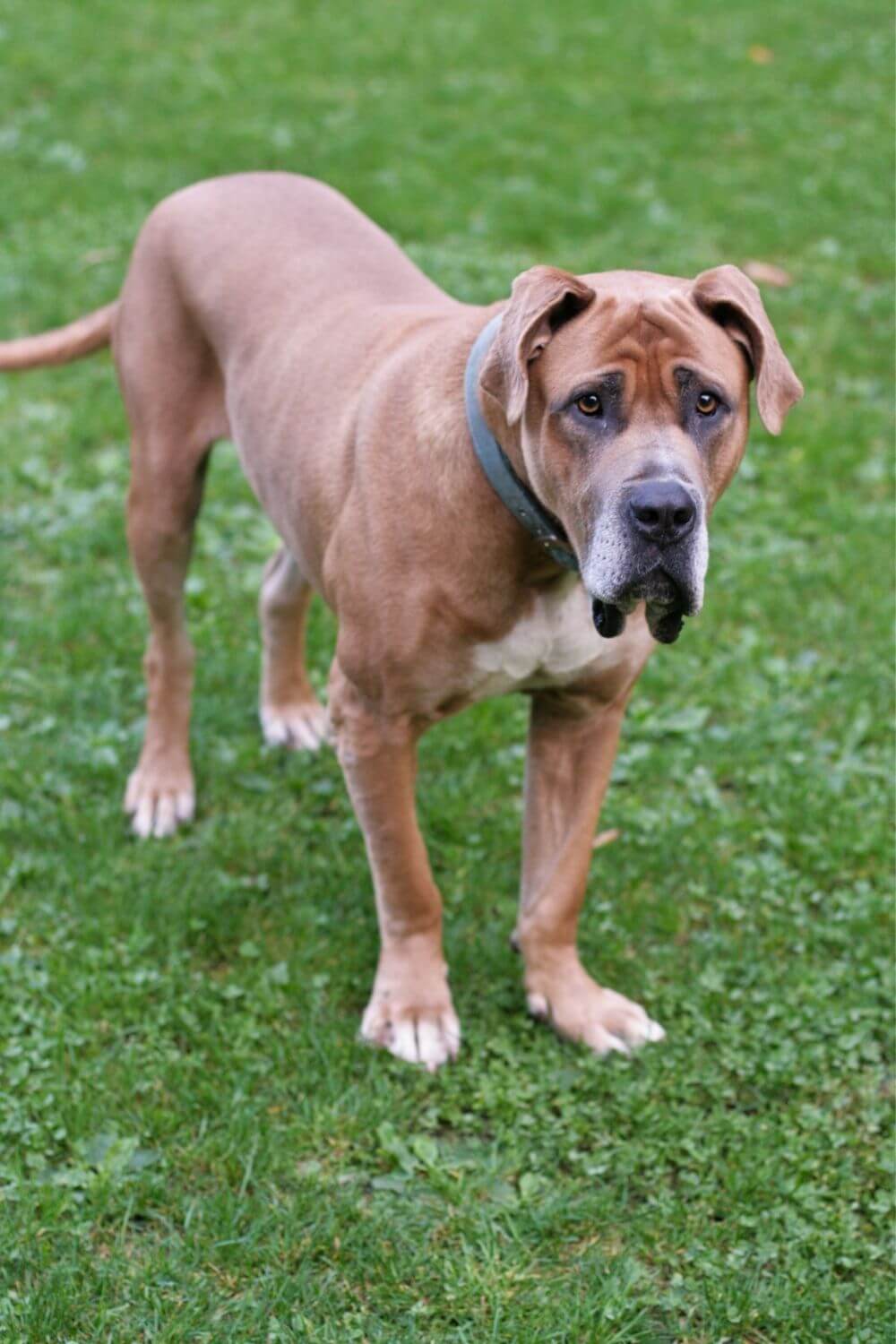 How Big Does The Great Dane Pitbull Mix Get? Interesting Great Dane