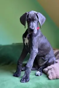 how-to-leash-train-a-great-dane-puppy
