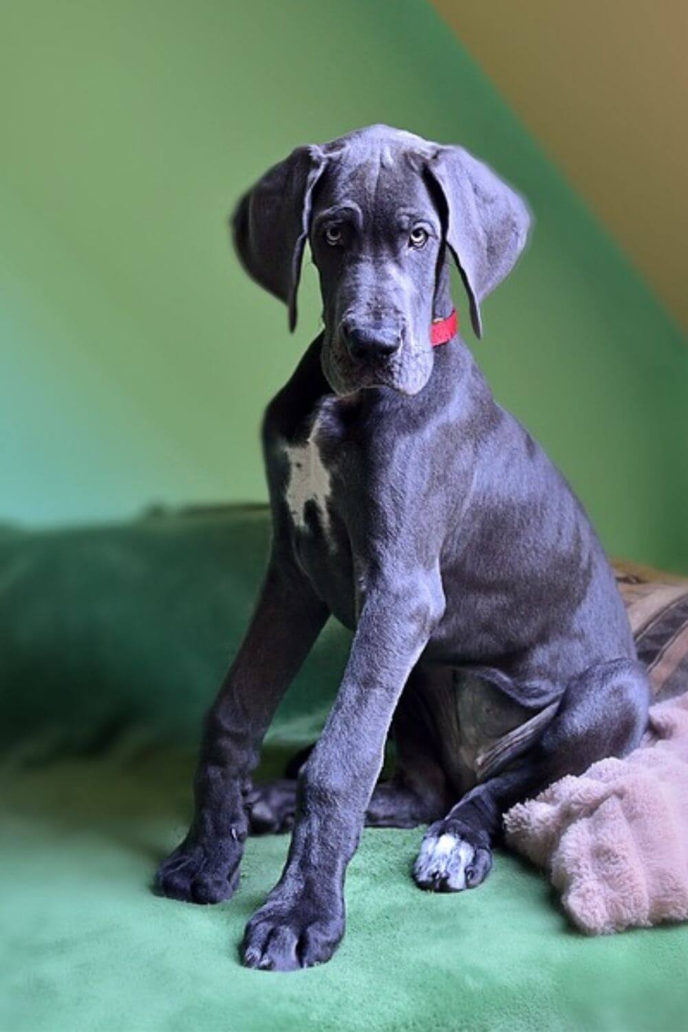 How To Leash Train A Great Dane Puppy (7 Step Guide) Canines and Pups