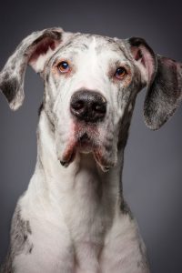 when-should-a-male-great-dane-be-neutered