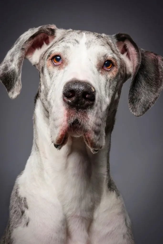 Pros and Cons of Neutering a Great Dane When Should a Male Great Dane