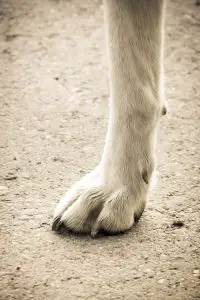 do-great-danes-have-webbed-feet