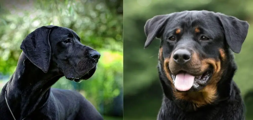 a great dane and a rottweiler