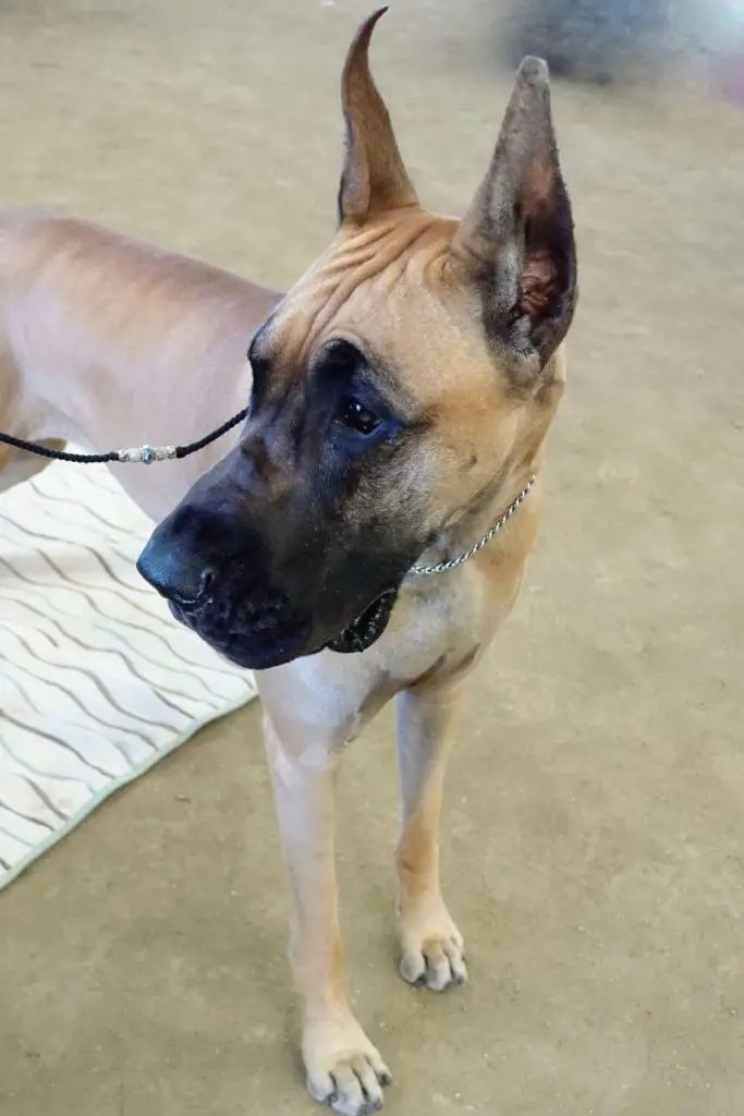 Great Dane Cropped Ears 3 Best Great Dane Ear Cropping Styles