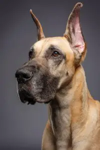 great-dane-with-show-cropped-ears