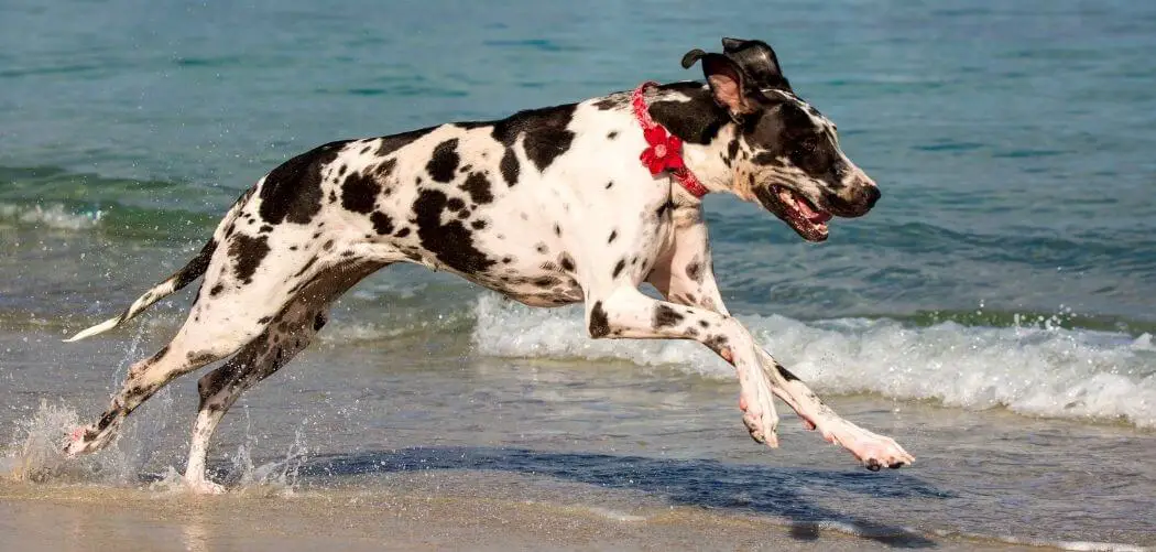 are great danes fast