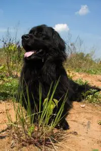 picture-of-a-black-greatdane-newfoundland-mix-dog