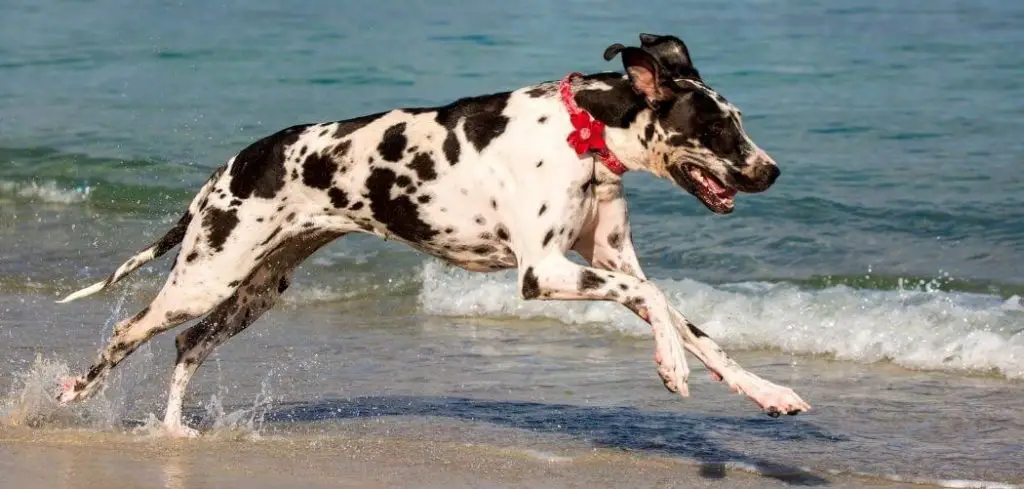 great-dane-puppy-running-on-a-beach