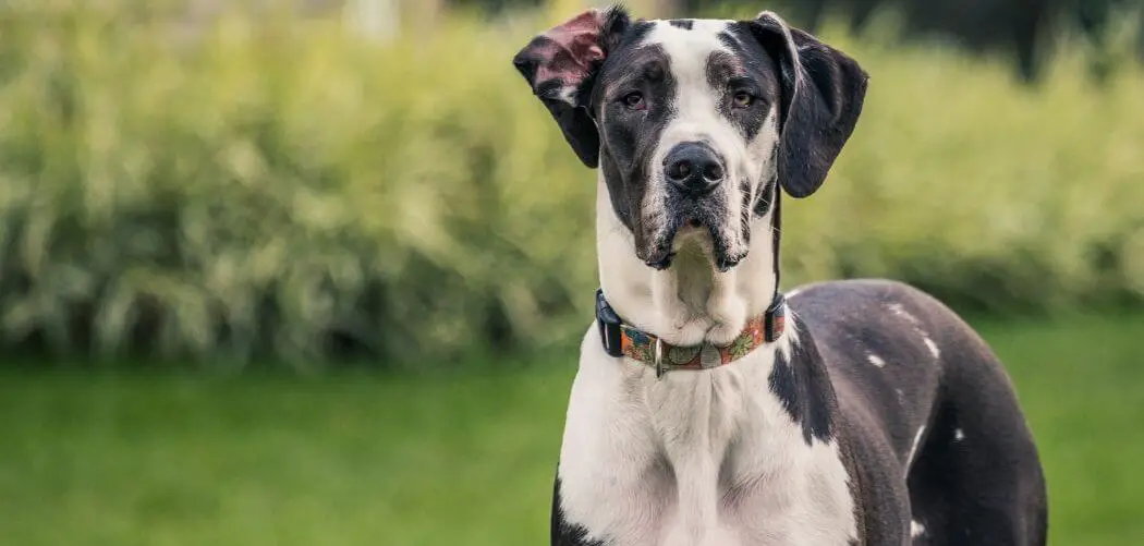 Great Dane Shaking