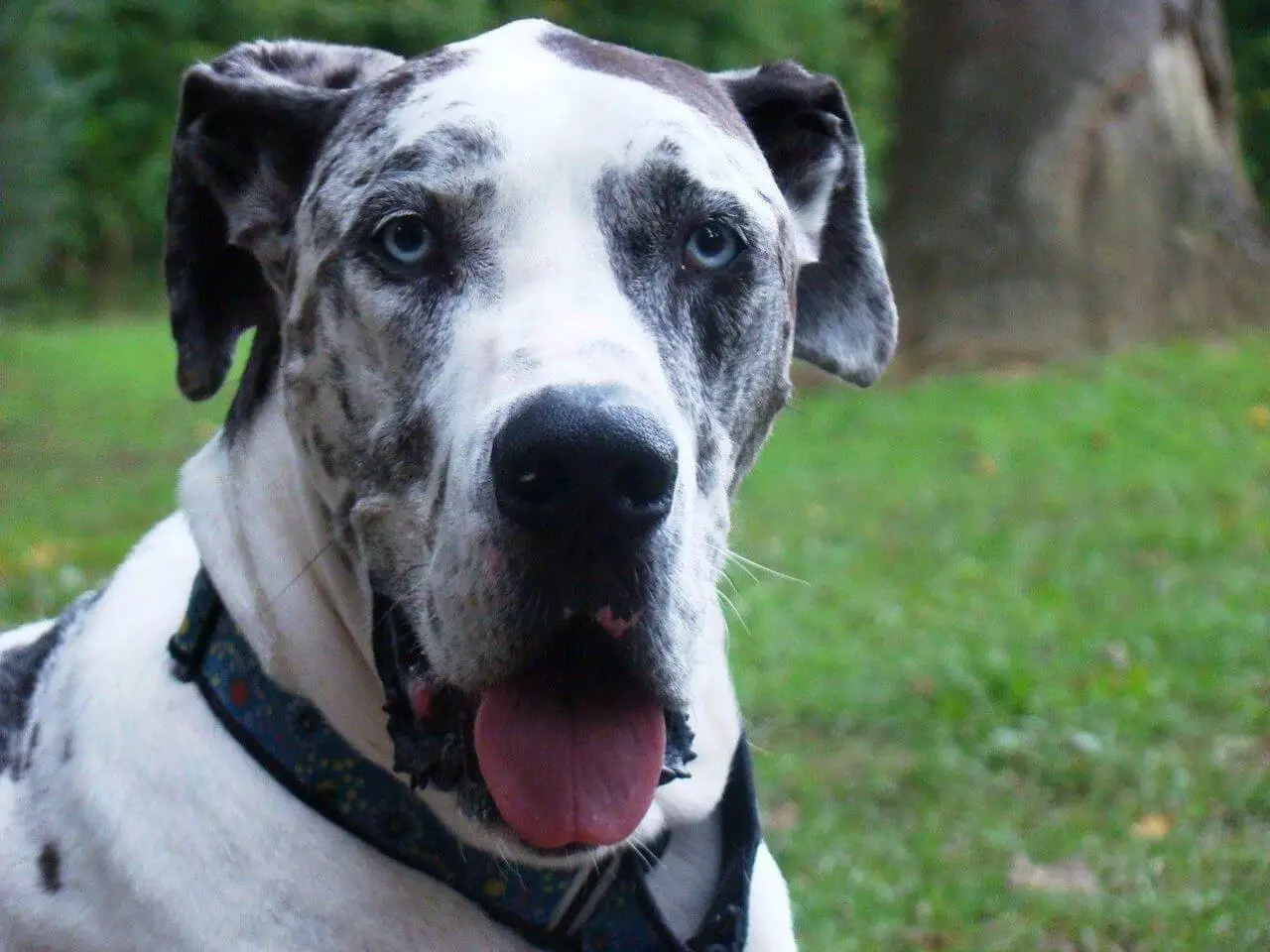 Blue Harlequin Great Dane Everything You Need To Know Canines and Pups