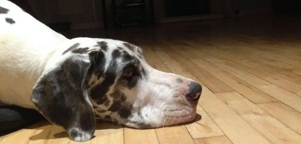 great dane throwing up clear liquid