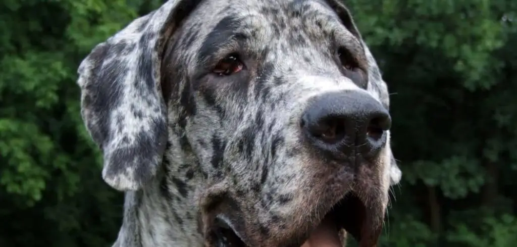Do Merle Great Danes Have More Health Problems