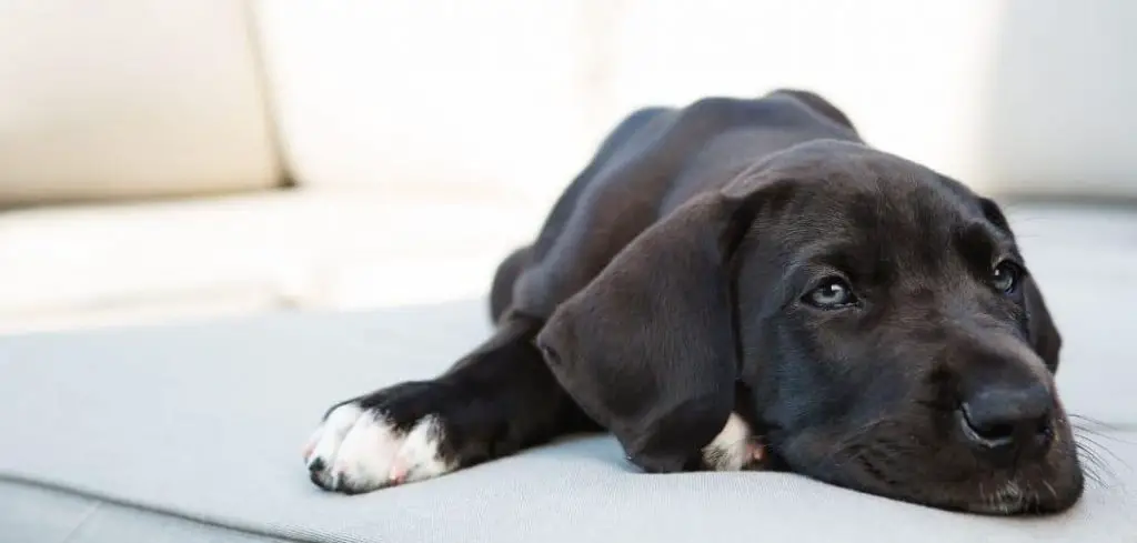 What Does It Mean When Your Puppy Hiccups