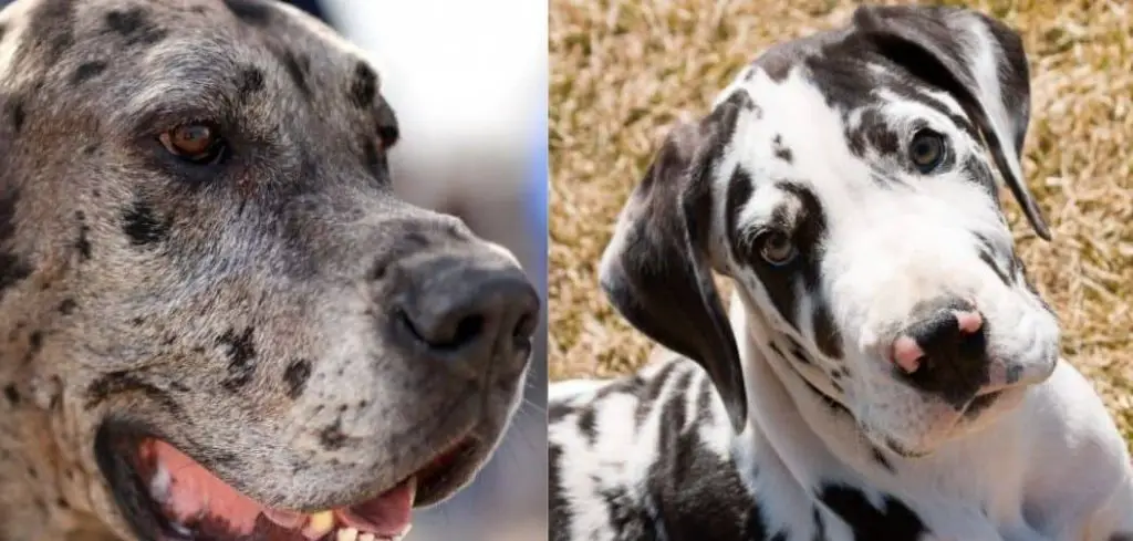 can you breed a merle and harlequin great dane
