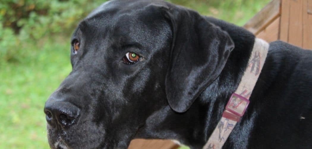 Great Dane limping