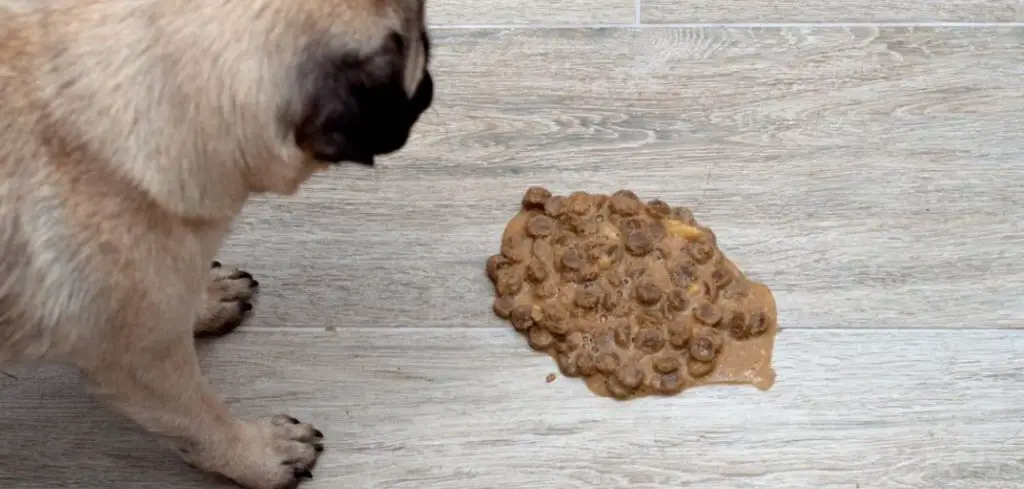 Dog Throwing Up Undigested Food Right After Eating: What It Means