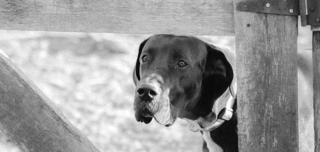 great dane afraid of everything