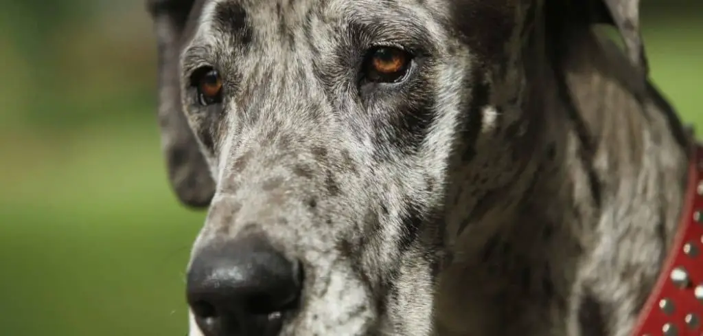 great dane breathing heavy