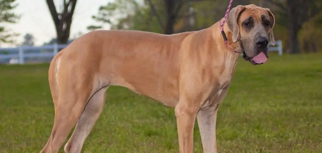 great dane constipated