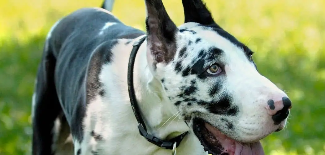 great dane coughing