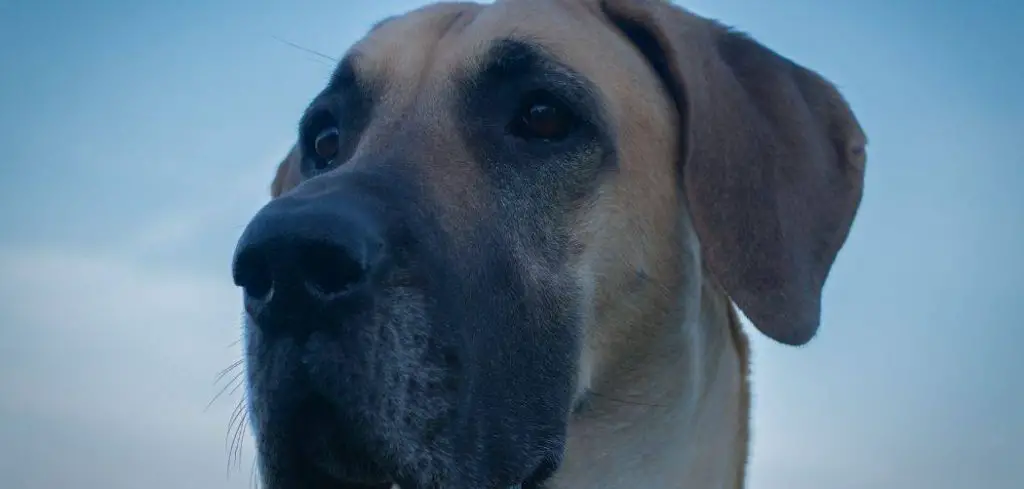 great dane getting bald spots