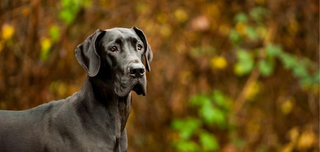 Black Great Dane With White Chest: A Guide to This Unusual Great Dane