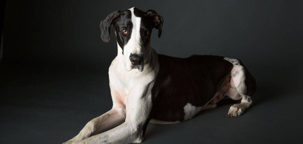 Blue Mantle Great Dane A Guide To This Great Dane Color Canines and Pups