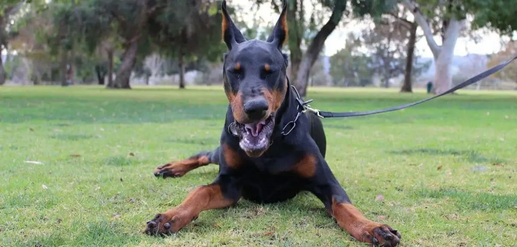 doberman throwing up