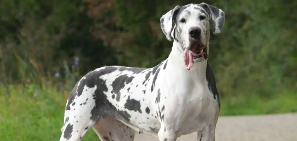 Harlequin Great Dane Colors Explained With Pictures Canines And Pups   American Harlequin Great Dane 1024x489 