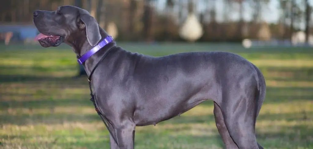 Blue Great Dane Colors