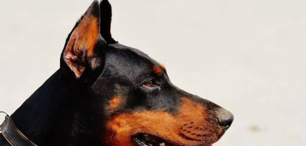 Ear Cropping Styles For Dobermans