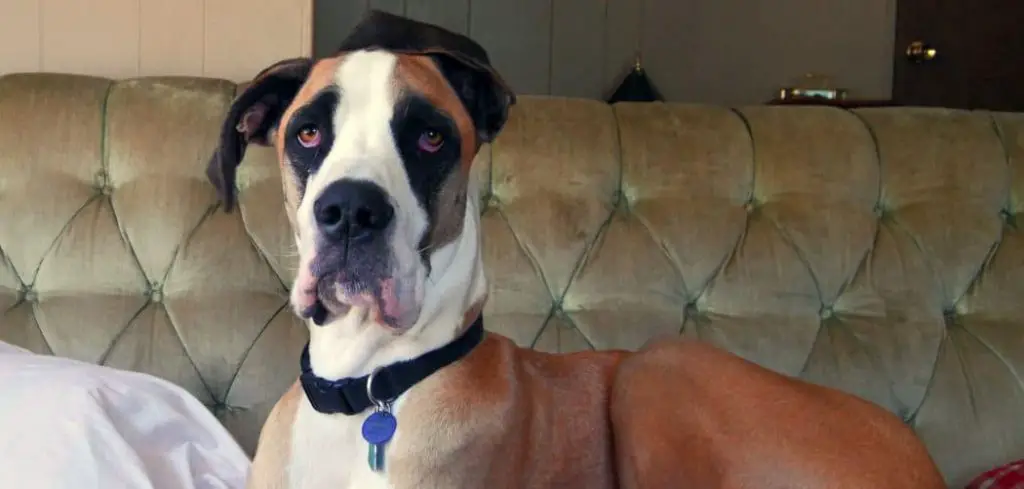 fawn mantle great dane