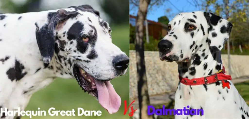 harlequin great dane vs dalmatian
