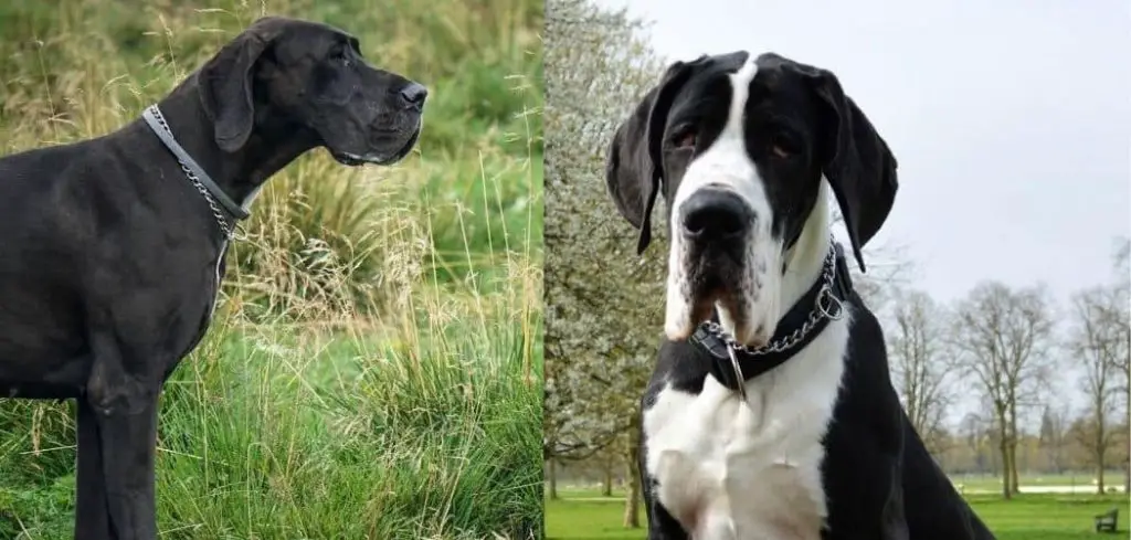 mantle vs black great dane