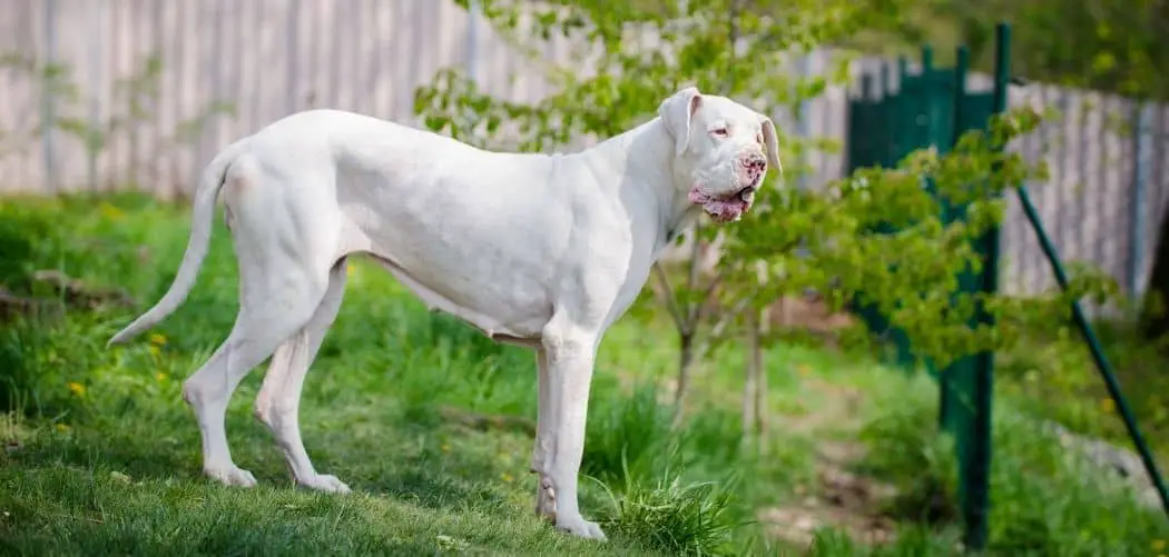 what health problems do great danes have