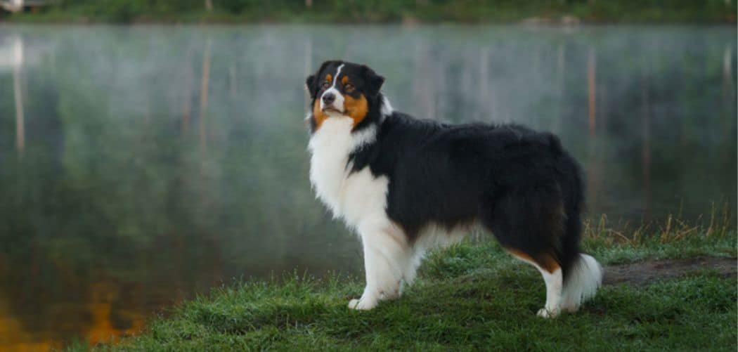 Black Tri Australian Shepherd A Complete Guide Canines and Pups