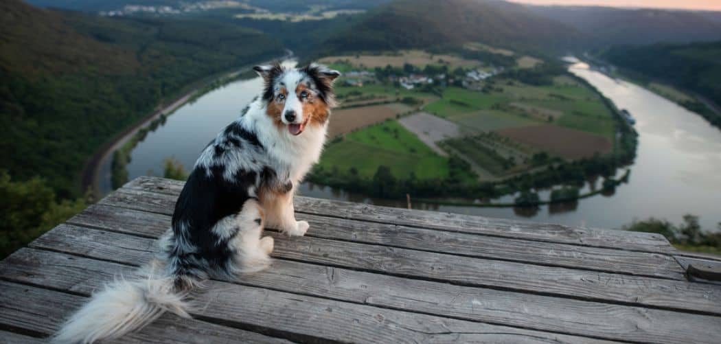 Blue Merle tricolor Australian Shepherd