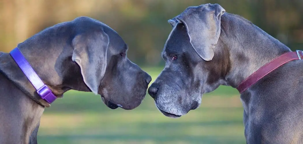 Great Dane Behavior In Heat What To Expect Canines and Pups