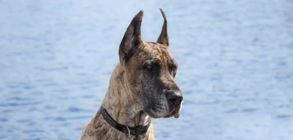 Pros and Cons of Cropping Great Dane Ears